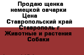 Продаю щенка немецкой овчарки › Цена ­ 6 000 - Ставропольский край, Ставрополь г. Животные и растения » Собаки   